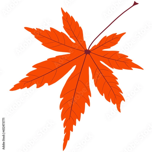 Fototapeta autumn maple leaf