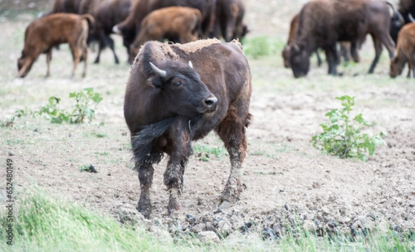 Obraz Bison in Utah 