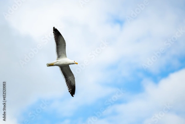 Obraz Vôo da Gaivota