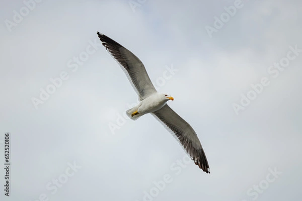 Obraz Vôo da Gaivota