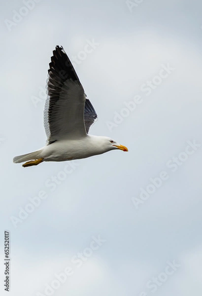 Obraz Vôo da Gaivota