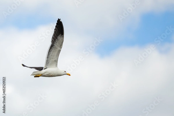 Obraz Vôo da Gaivota