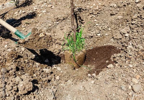 Obraz Fruit tree planting. Planting seedlings and using soil with a shovel. Tree sapling planting 