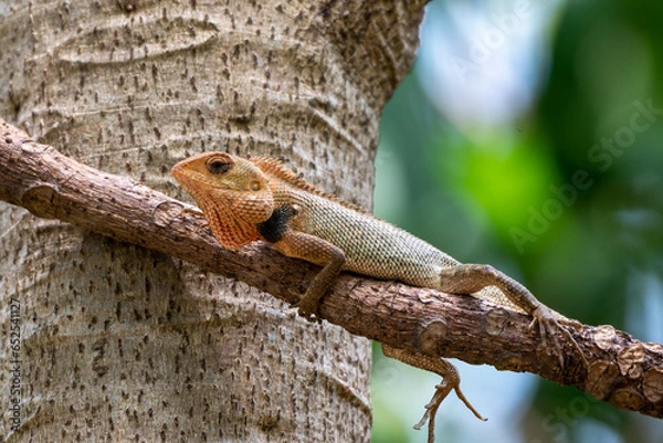 Fototapeta Calotes versicolor, The oriental garden lizard, eastern garden lizard, Indian garden lizard, common garden lizard, bloodsucker,  or changeable lizard is an agamid lizard found widely distributed in in