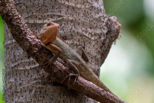 Fototapeta Calotes versicolor, The oriental garden lizard, eastern garden lizard, Indian garden lizard, common garden lizard, bloodsucker,  or changeable lizard is an agamid lizard found widely distributed in in