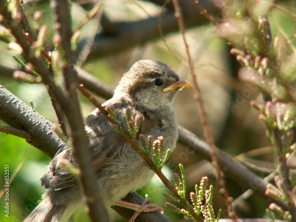 Obraz sparrow