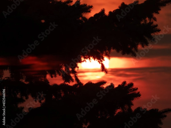 Obraz Unique Bloody Red Sunrise behind a pine tree