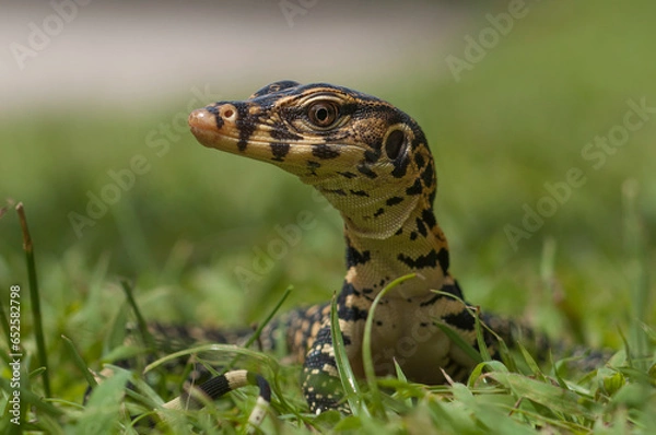 Fototapeta lizard on the grass
