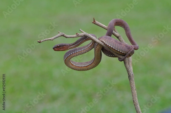 Fototapeta snake on a branch
