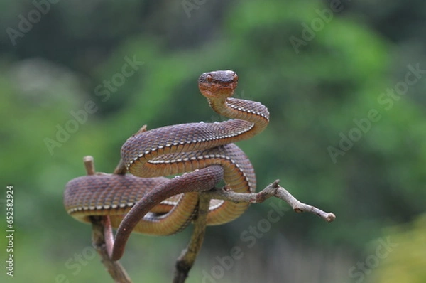Fototapeta snake on a tree