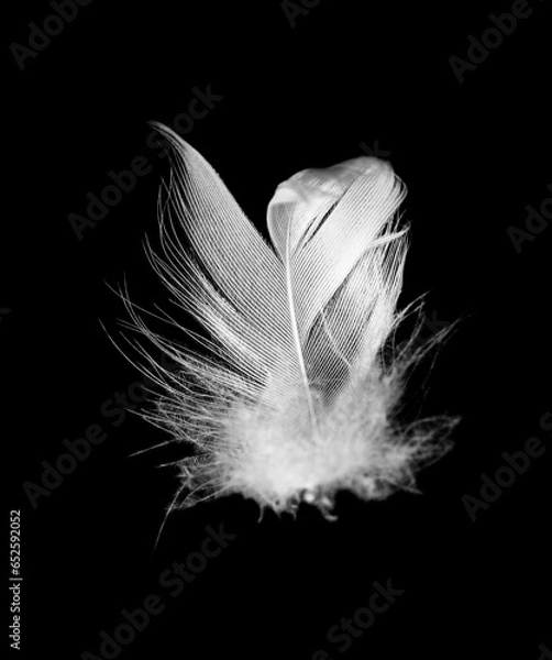 Fototapeta Beautiful white feather floating in air isolated on black background