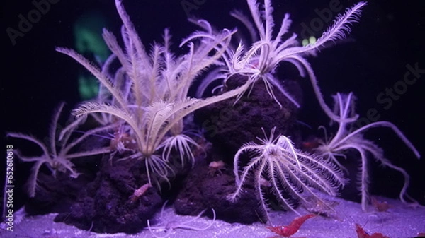 Fototapeta サンゴ