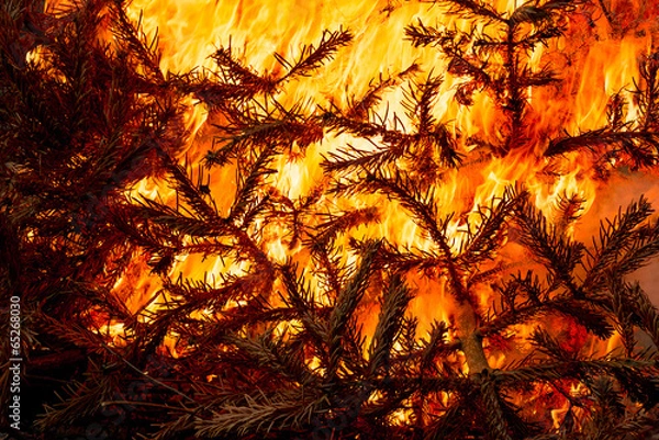 Obraz Choinka płonąca, płonąca