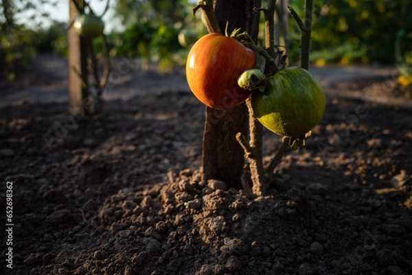 Obraz tomato in the garden