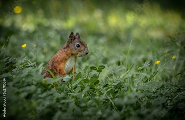 Fototapeta red squirrel in the grass