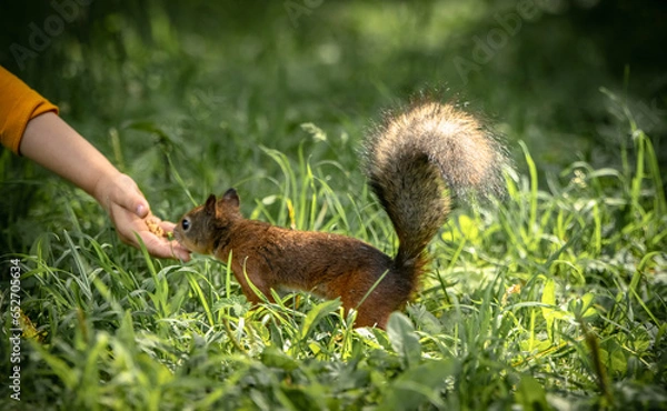 Fototapeta child feeding a squirrel