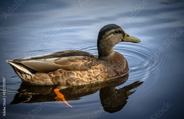 Obraz duck on the water