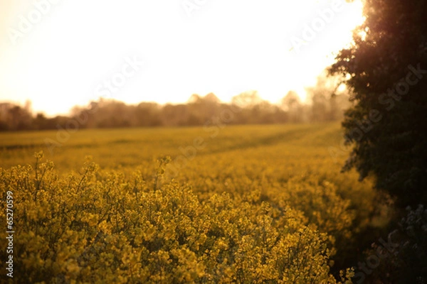 Obraz Field in Probstei region near Baltic Sea