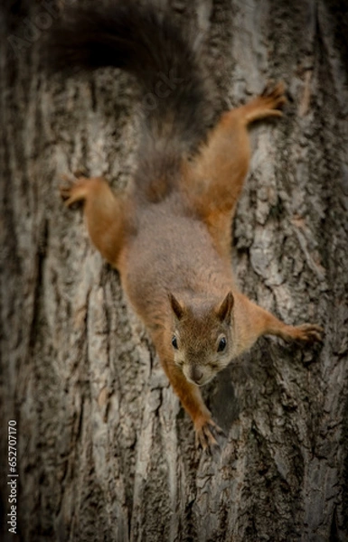 Fototapeta squirrel on a tree
