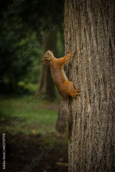 Fototapeta squirrel on a tree