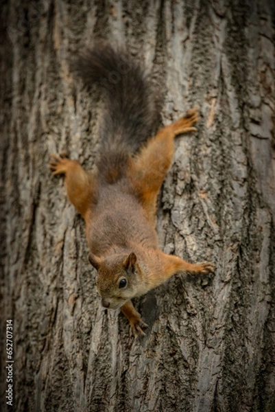 Fototapeta squirrel in the park