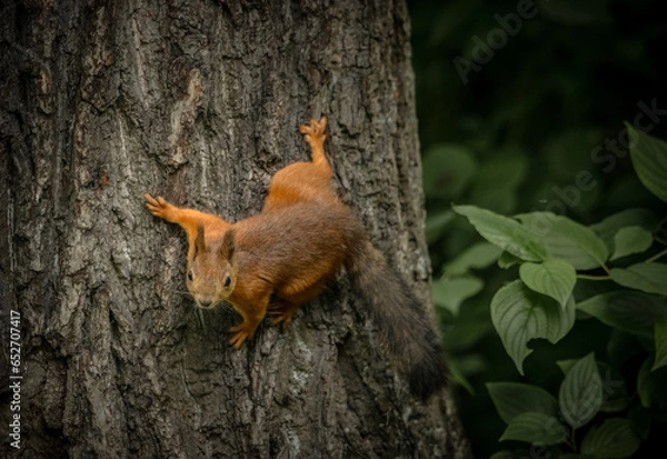 Fototapeta squirrel on a tree