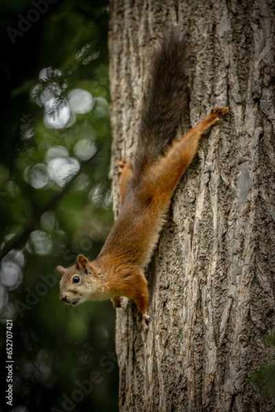 Fototapeta squirrel on a tree