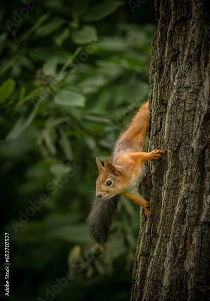 Fototapeta squirrel on a tree