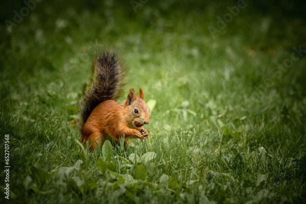 Fototapeta squirrel in the forest
