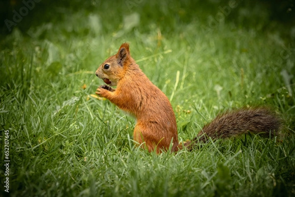 Obraz squirrel in the park