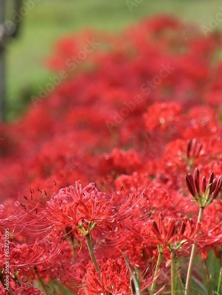 Obraz 彼岸花が沢山咲いている