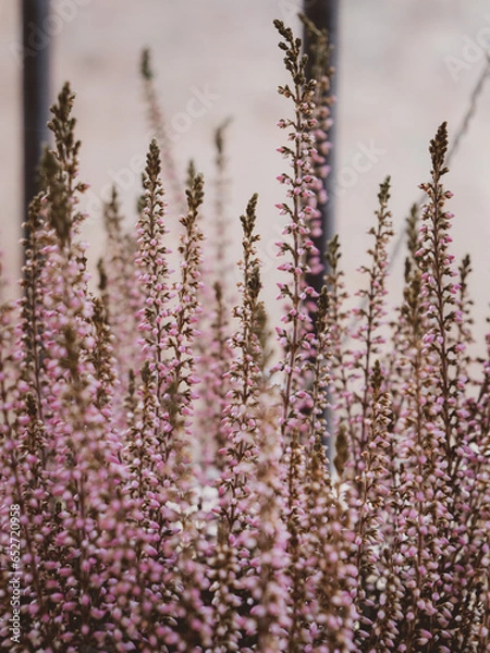Fototapeta Heather flowers close up, beautiful pink flowers background. evergreen heather blossoms. shallow depth of field, blurred background.
