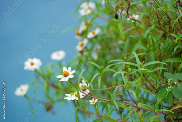 Obraz flowers on a green background