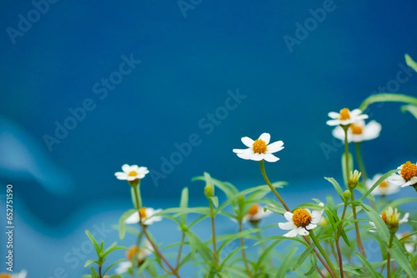 Obraz mini flower wallpaper and backgroud