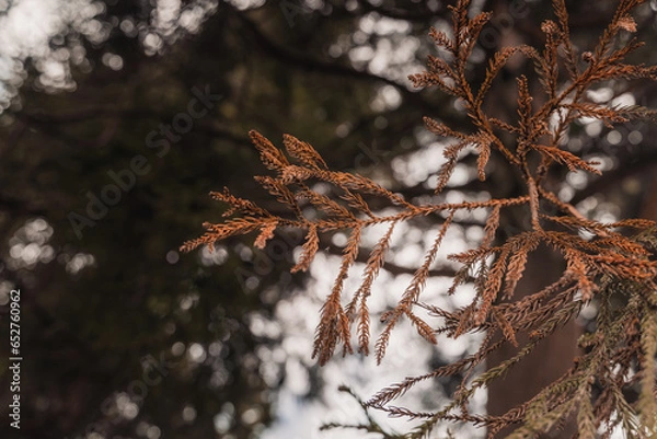 Fototapeta Closeup shot of a dry pine branch in Lagoa das Patas, Terceira Island, Azores