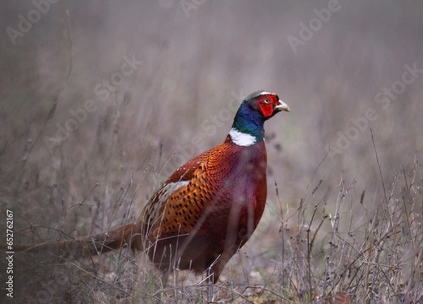 Fototapeta Common pheasant in a field