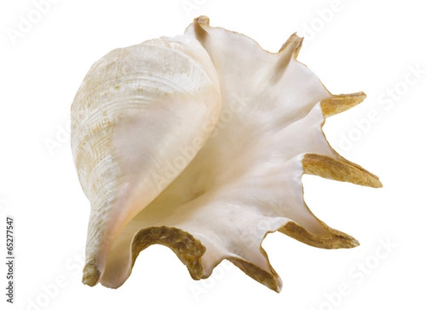 Obraz Big seashell