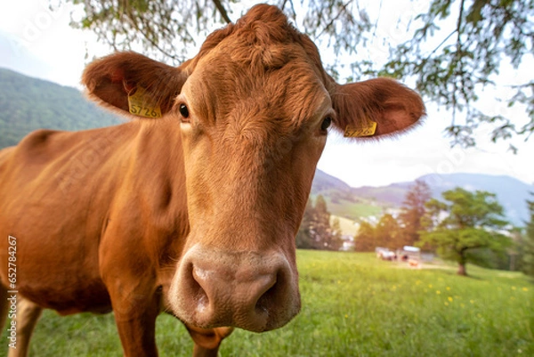 Fototapeta Close-up of cow of simmental breed on green pasture in mountains, animal's face and green grass on the meadow in Switzerland. Brown cow looking curiously at camera.