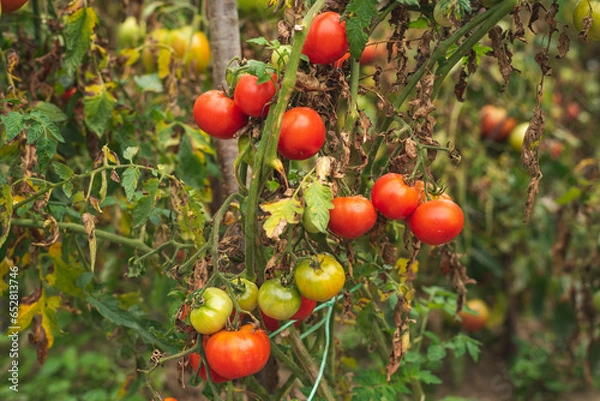 Obraz Homegrown tomatoes in garden.