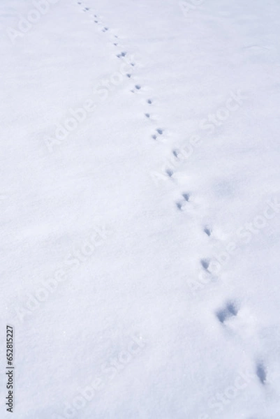 Obraz 雪と動物の足跡