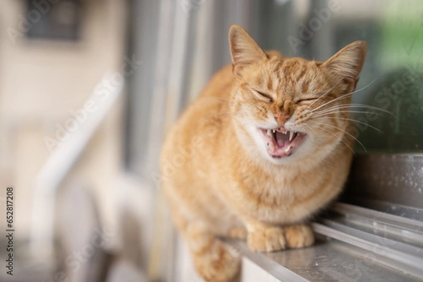 Obraz 笑う野良猫