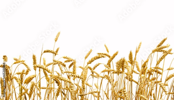Obraz pszenica