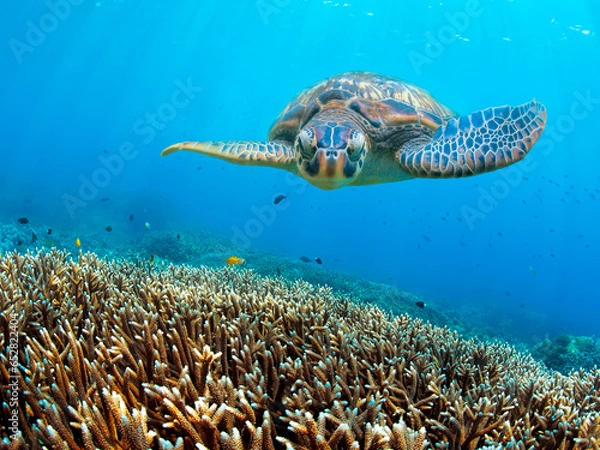Obraz Green turtle swimming above corals
