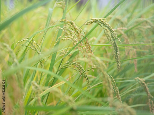 Obraz 田んぼの稲