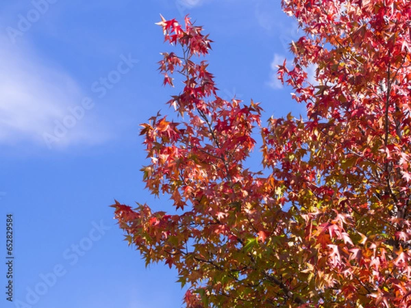 Obraz 紅葉と青空