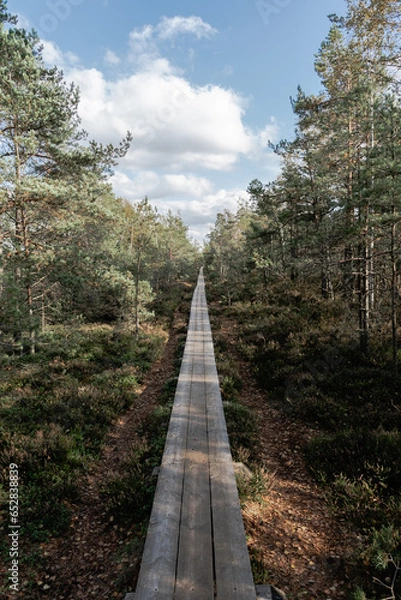 Obraz Path in the woods