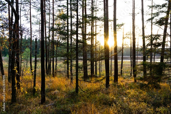 Obraz Sunset in the forest