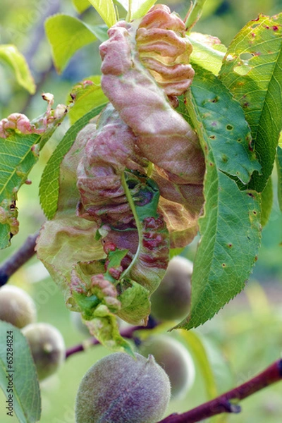 Obraz Damaged leaf peach.
