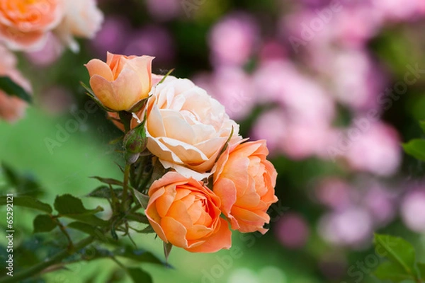 Obraz Sweet Dream rose