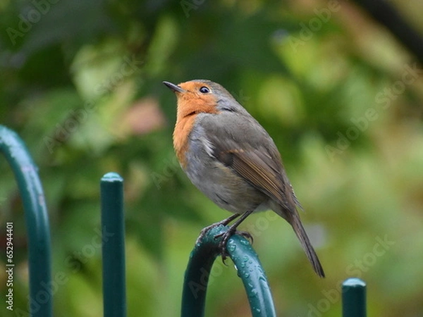 Obraz European Robin looking up
UK